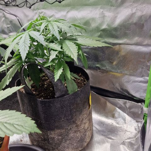 Orange Bud growlog timeline photo