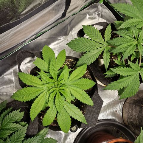 Super Lemone Haze  growlog timeline photo