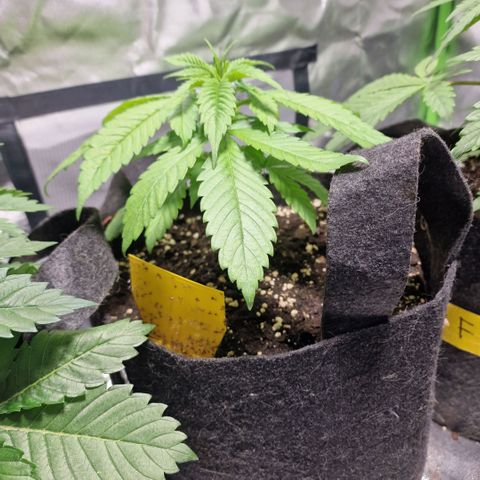 Super Lemone Haze  growlog timeline photo
