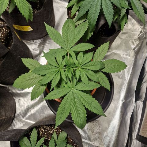 Skunk growlog timeline photo