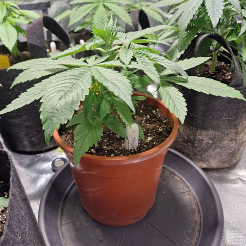 Skunk growlog timeline photo