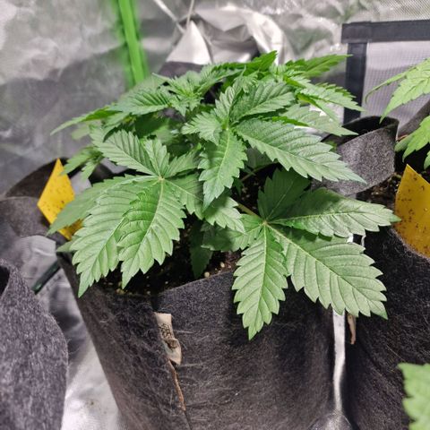 Northern Lights  growlog timeline photo