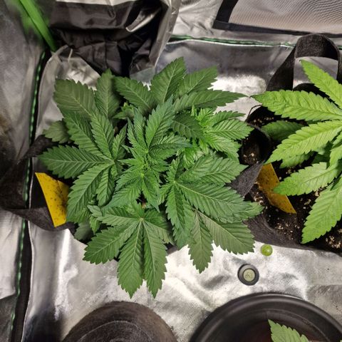 Northern Lights  growlog timeline photo