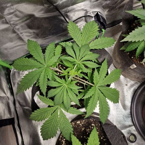 Passion Fruit  growlog timeline photo