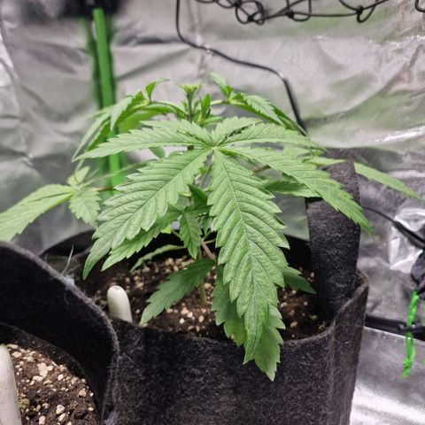 Passion Fruit  growlog timeline photo