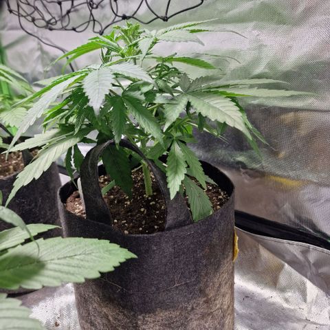 Orange Bud growlog timeline photo