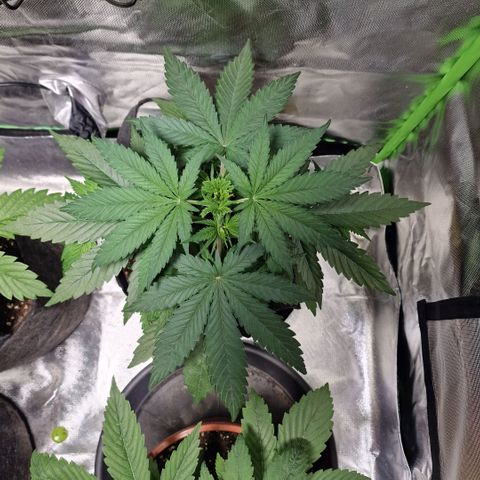 Orange Bud growlog timeline photo