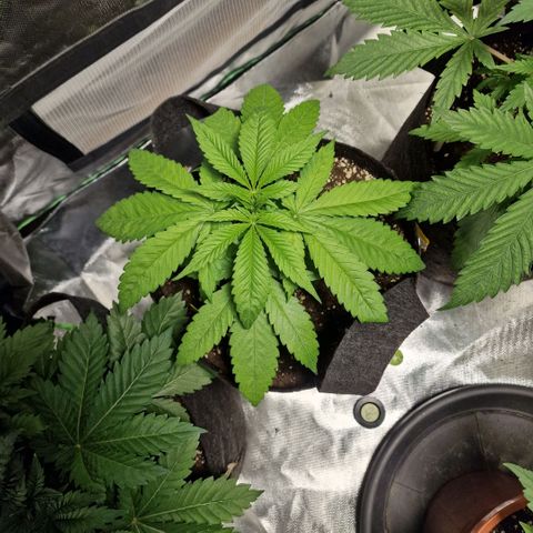 Super Lemone Haze  growlog timeline photo