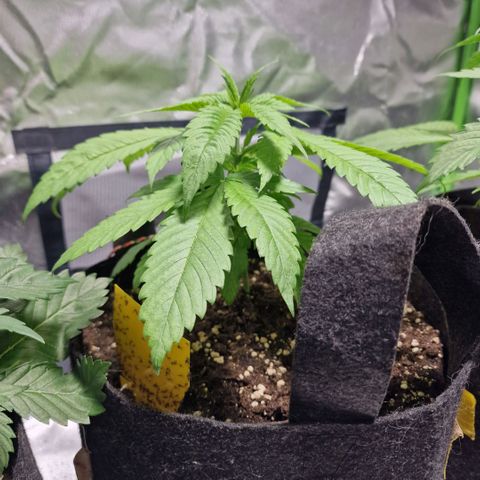 Super Lemone Haze  growlog timeline photo