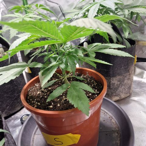 Skunk growlog timeline photo