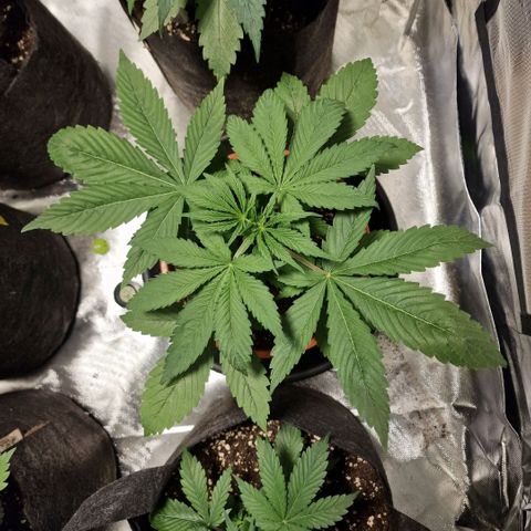 Skunk growlog timeline photo