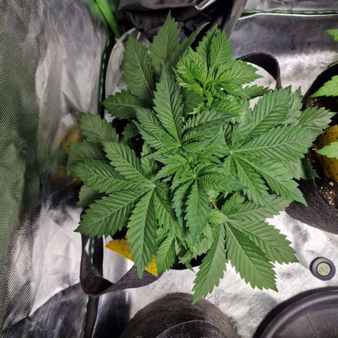 Northern Lights  growlog timeline photo