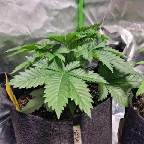 Northern Lights  growlog timeline photo