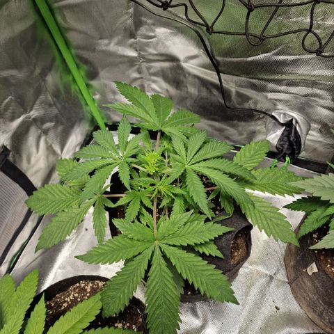Passion Fruit  growlog timeline photo