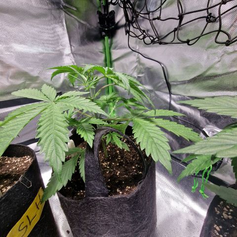 Passion Fruit  growlog timeline photo