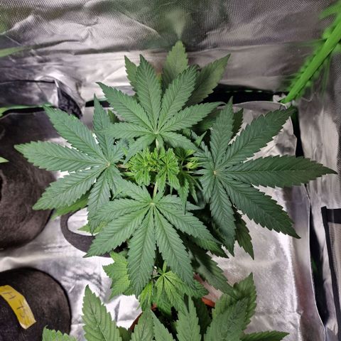 Orange Bud growlog timeline photo