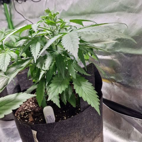 Orange Bud growlog timeline photo