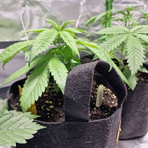 Super Lemone Haze  growlog timeline photo