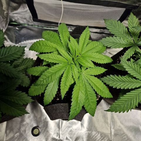 Super Lemone Haze  growlog timeline photo