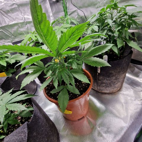 Skunk growlog timeline photo