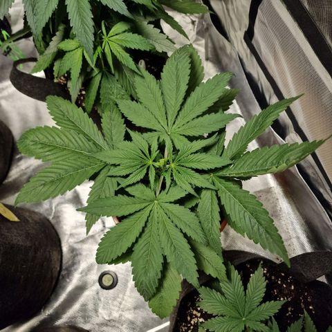 Skunk growlog timeline photo