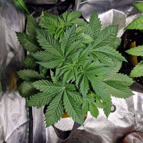 Northern Lights  growlog timeline photo