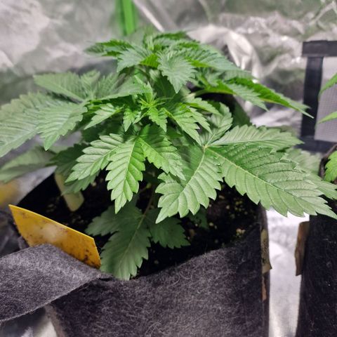 Northern Lights  growlog timeline photo