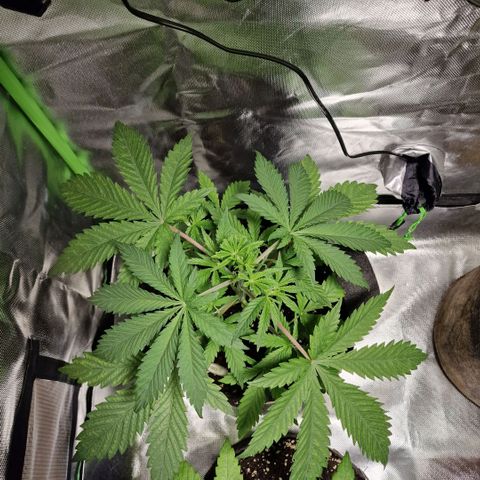 Passion Fruit  growlog timeline photo