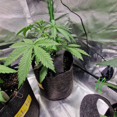 Passion Fruit  growlog timeline photo