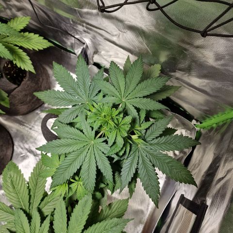 Orange Bud growlog timeline photo