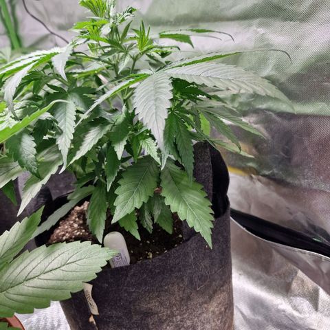 Orange Bud growlog timeline photo