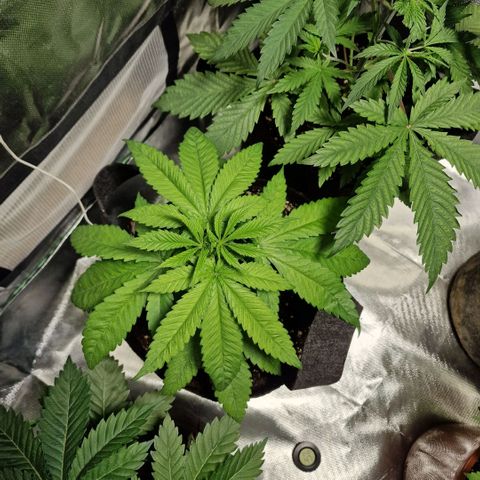 Super Lemone Haze  growlog timeline photo