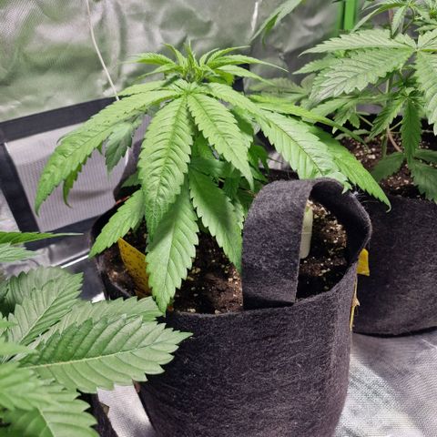 Super Lemone Haze  growlog timeline photo