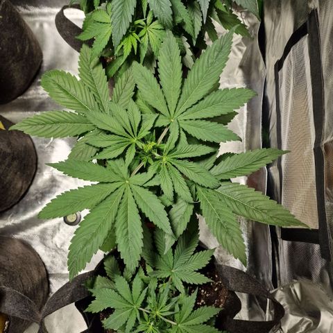 Skunk growlog timeline photo