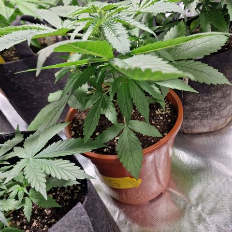 Skunk growlog timeline photo