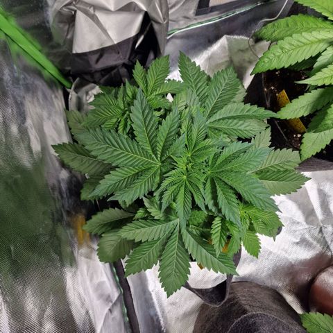 Northern Lights  growlog timeline photo