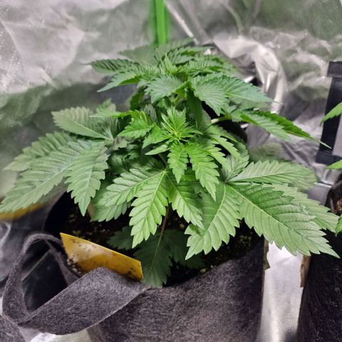 Northern Lights  growlog timeline photo