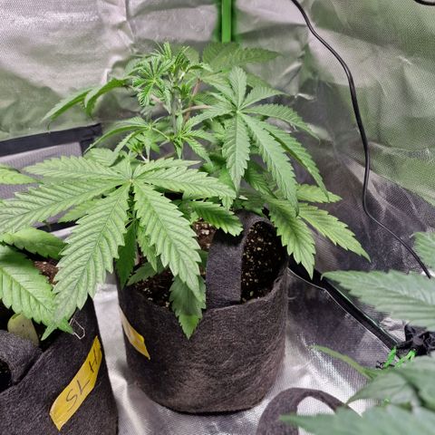 Passion Fruit  growlog timeline photo