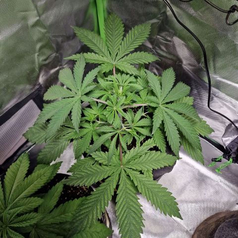 Passion Fruit  growlog timeline photo