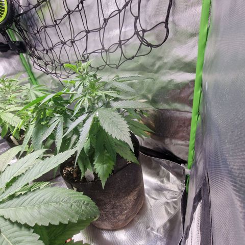 Orange Bud growlog timeline photo