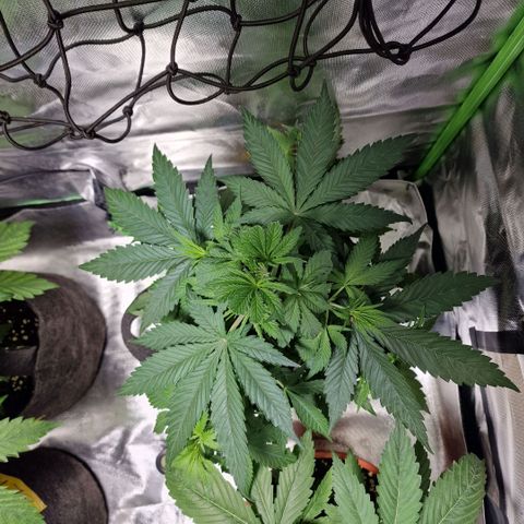 Orange Bud growlog timeline photo