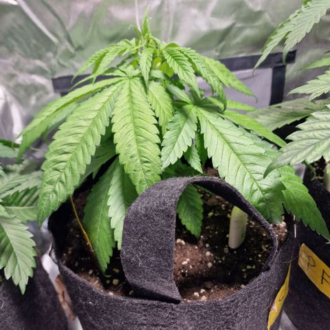 Super Lemone Haze  growlog timeline photo