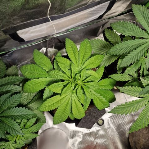 Super Lemone Haze  growlog timeline photo