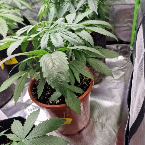 Skunk growlog timeline photo
