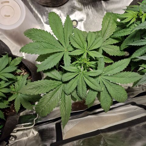 Skunk growlog timeline photo
