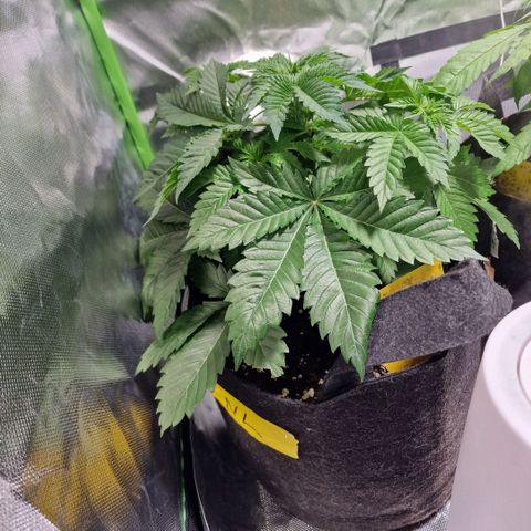 Northern Lights  growlog timeline photo
