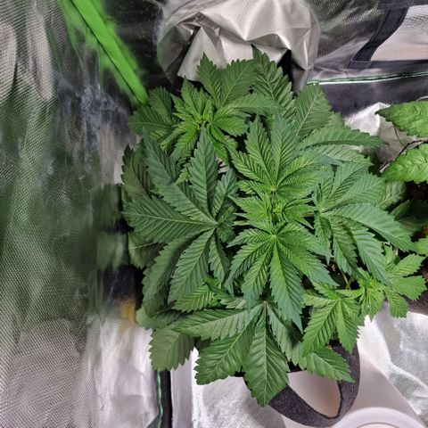 Northern Lights  growlog timeline photo