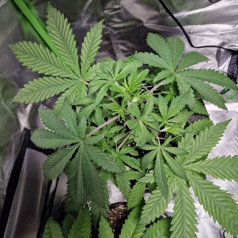Passion Fruit  growlog timeline photo