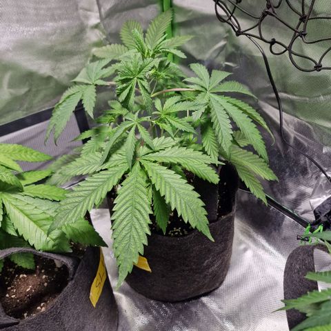 Passion Fruit  growlog timeline photo