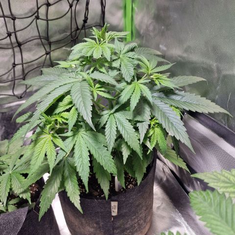 Orange Bud growlog timeline photo